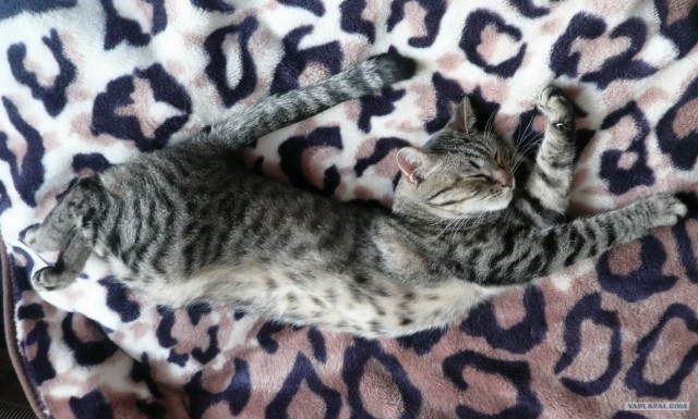 Котовторник 17.04.2012