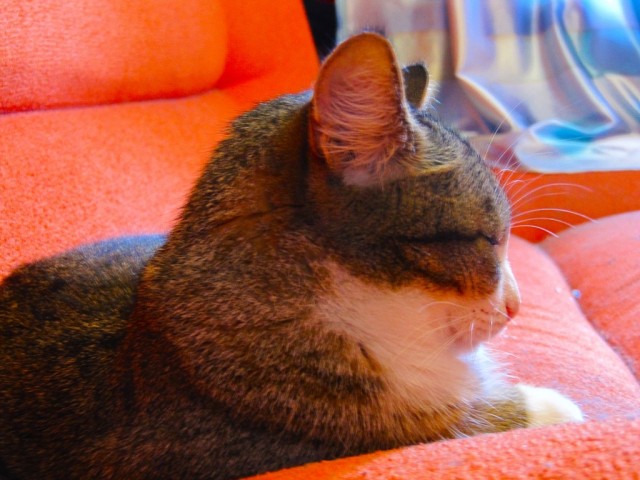 Котовторник 11.09.2012