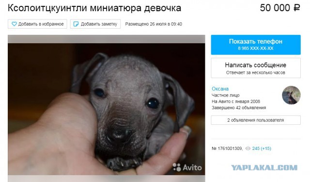 Одна из самых древнейших пород - ксолоитцкуинтли