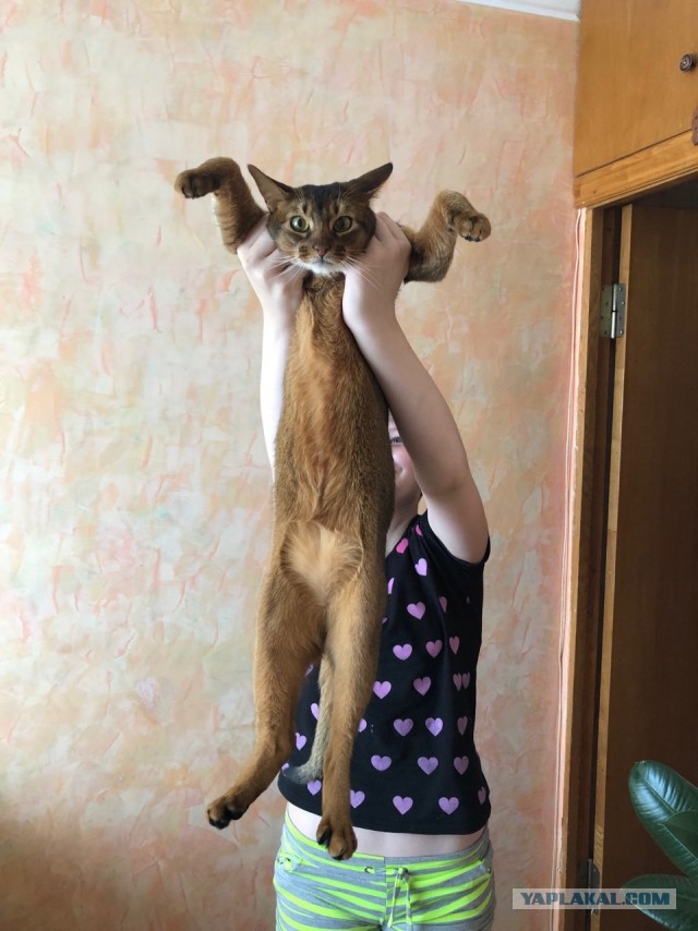 8 основных законов котиков