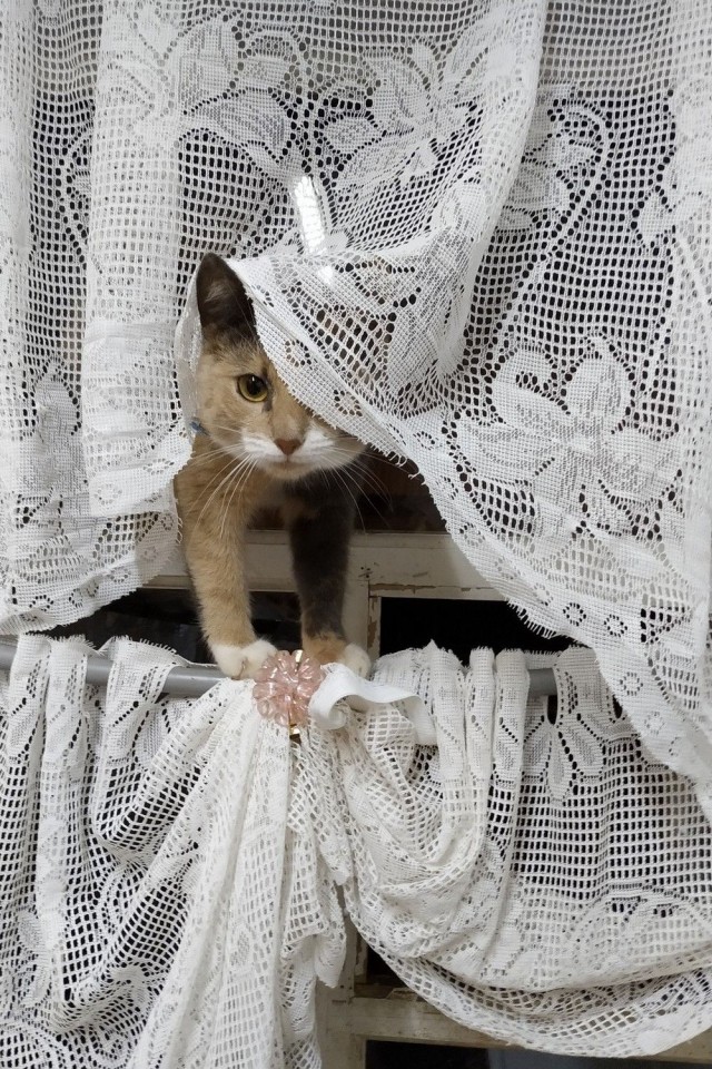 Коты из сети