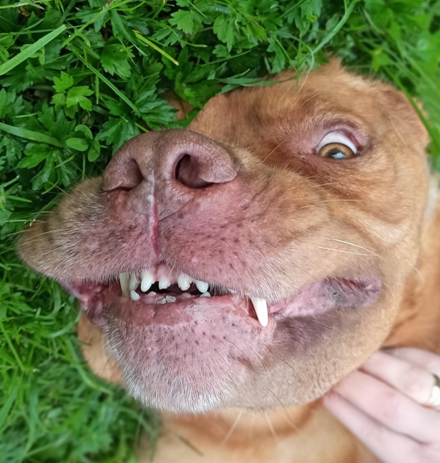 Победители конкурса фотографии Comedy Pet Photo Awards 2020