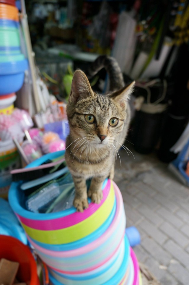 Картинки на котовторник 1.09.20