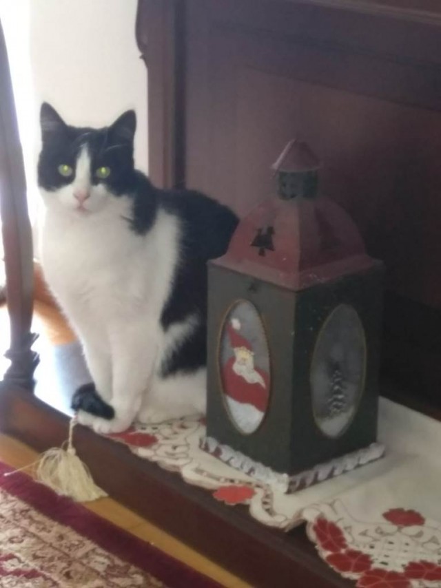 Котовторник 17.11.20