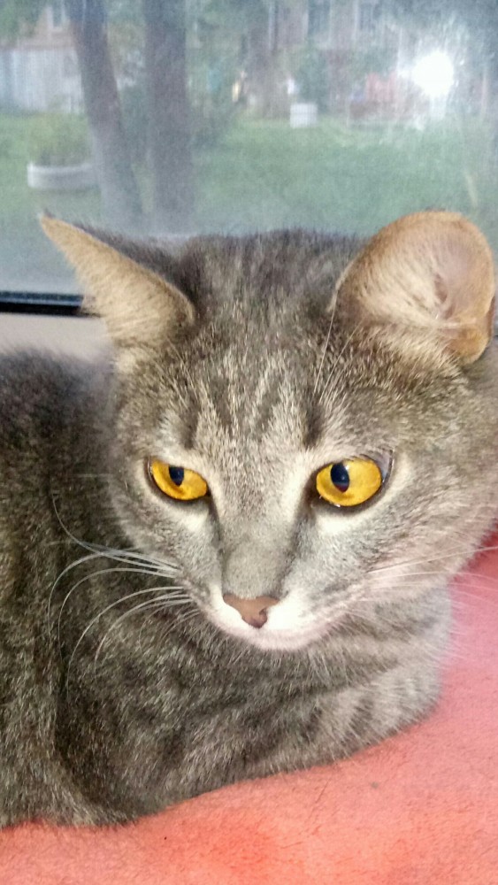 Моя красотка