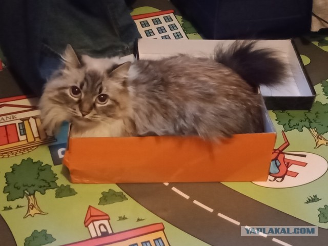 Кот который обожает пылесос