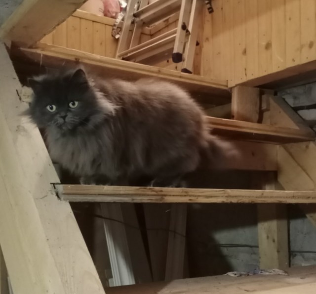Подборка забавной живности