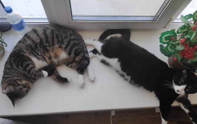 Котовторник же!