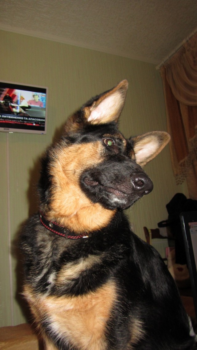 Собакены