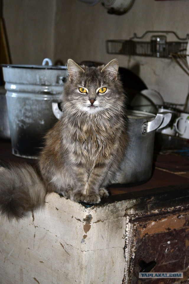 Солнце котовторника уже встало, Господа!