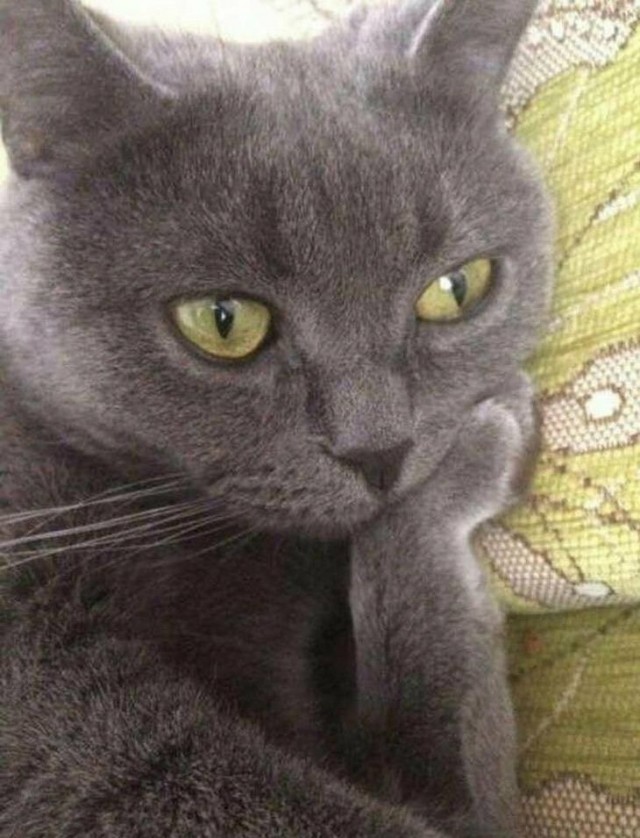 Вторник. Котэ. Пора