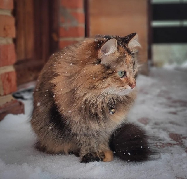 Котовторник. Картинки и буквы 08.02.22