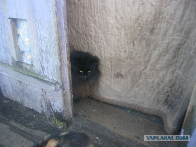 Жизнь домашнего приюта для котеек 383