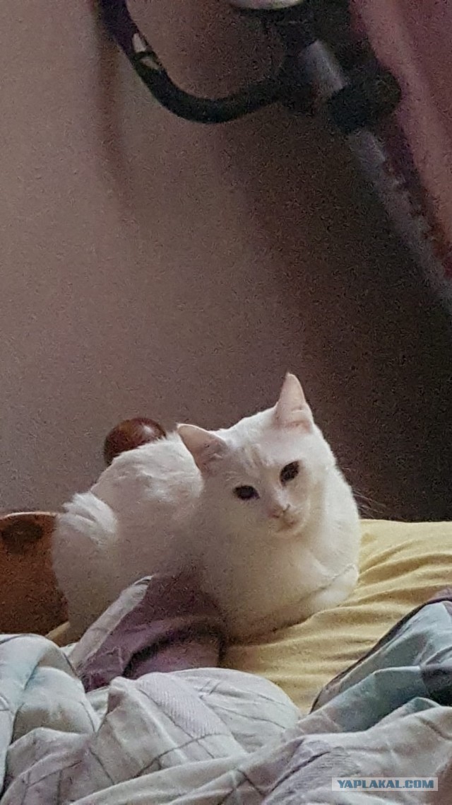 Котовторник вроде.