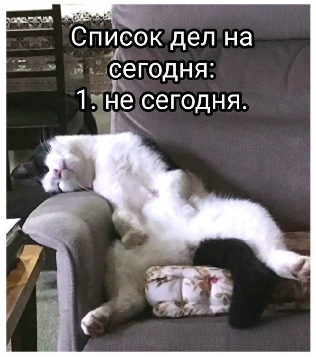Юмор. Мемы