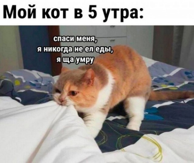 Как 100% разбудить вашу киску с утра