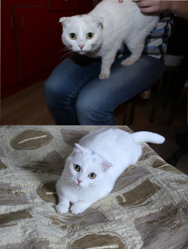 Теперь у меня есть хозяйка!