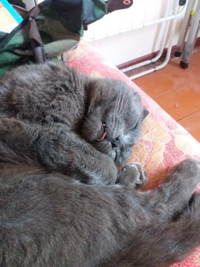 Вы хочите кошек, их есть у меня...