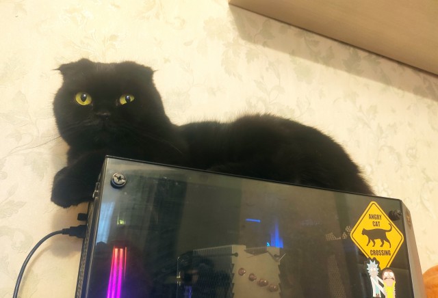 Котовторнику посвящается, подобрашка Маня