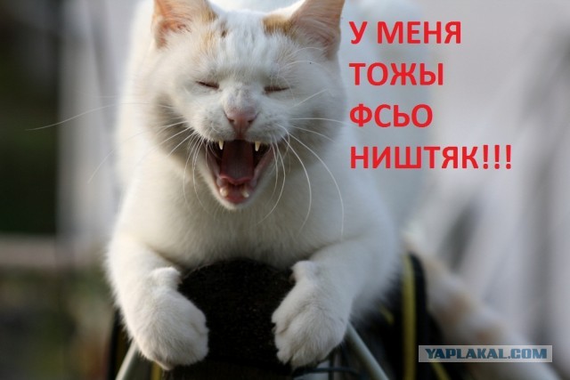 Кошка сидит