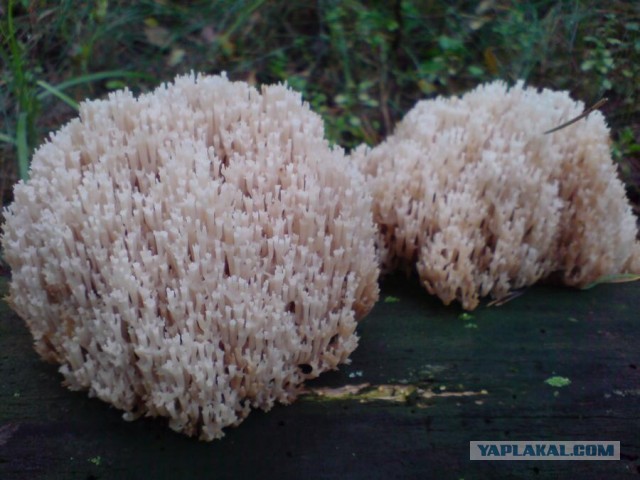 Фаршированная курица.