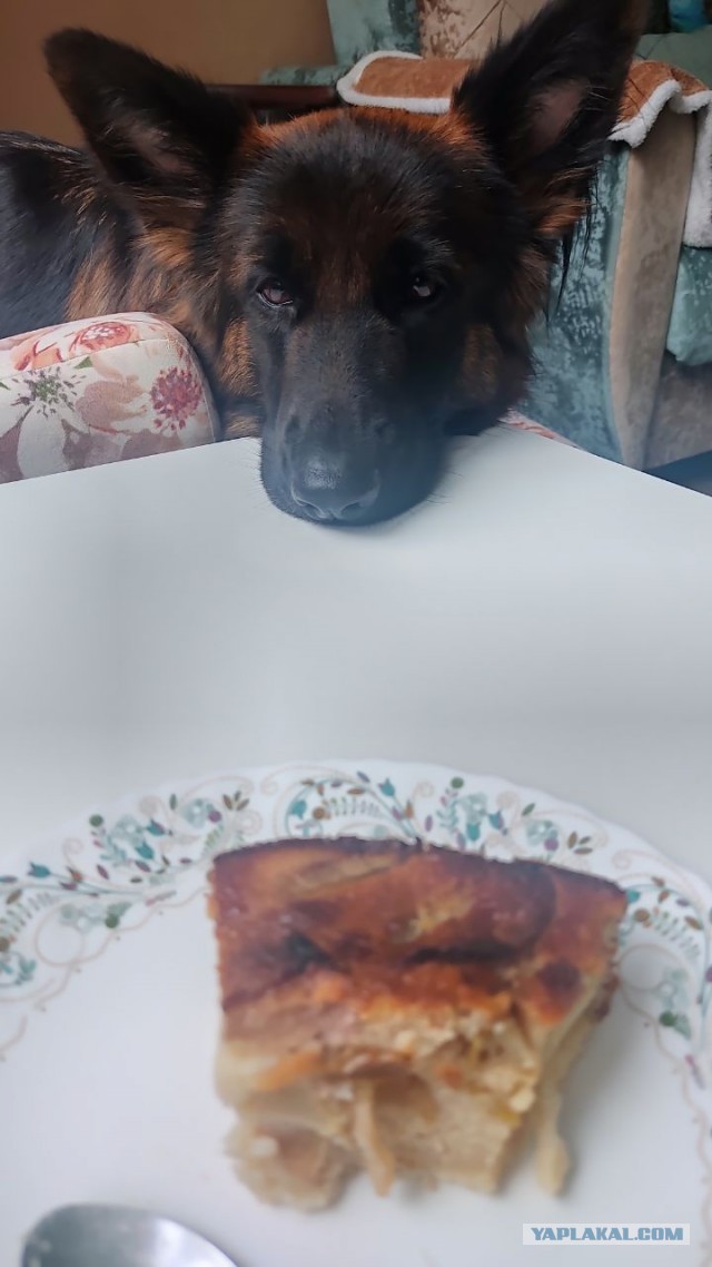 Собакочетверг