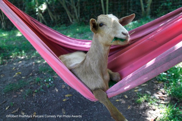 Comedy Pet Photo Awards 2020
