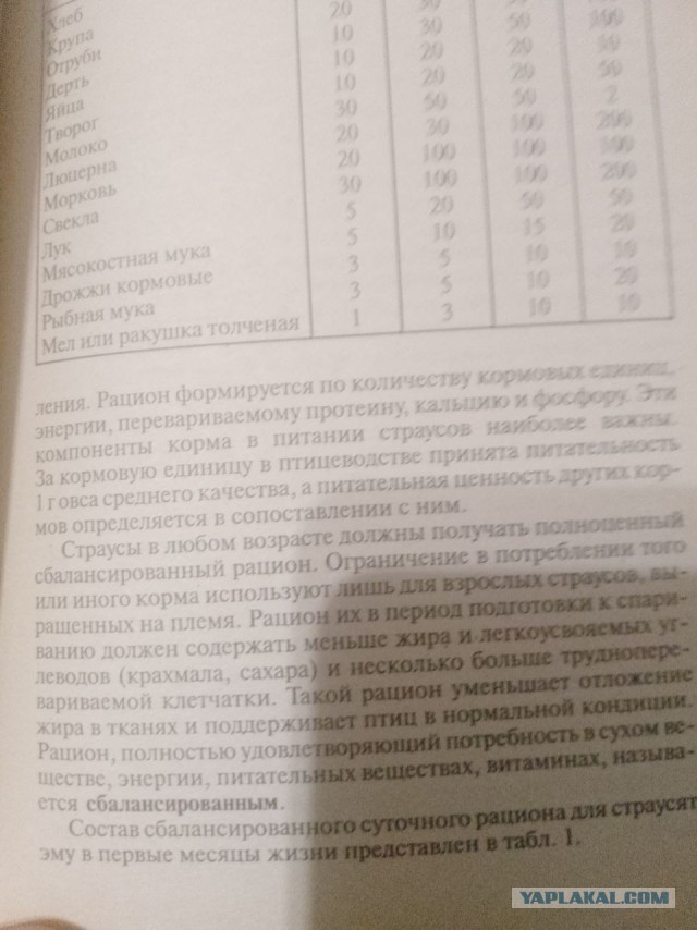 Веселая ферма: Эму кушает