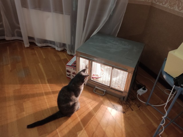 Пришли из леса