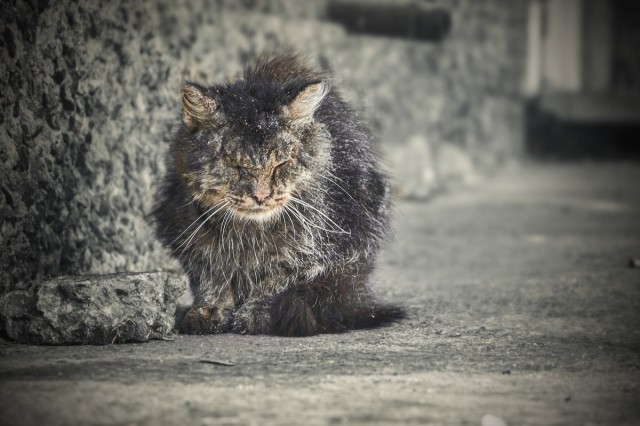 А в следующей жизни я хотел бы быть котом
