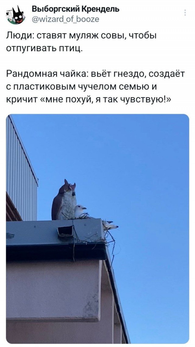 Весёлый полтишок 20.05.24