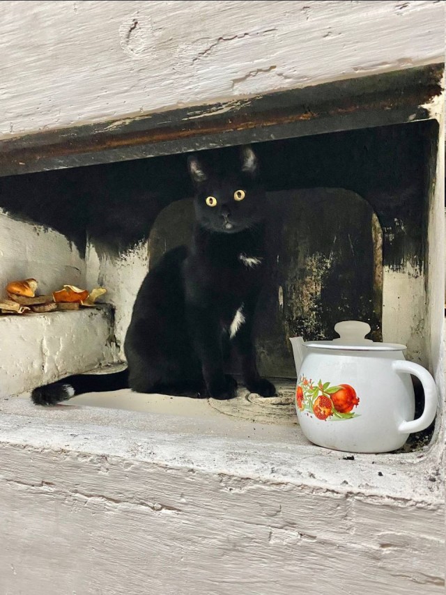 Коты деревенской породы