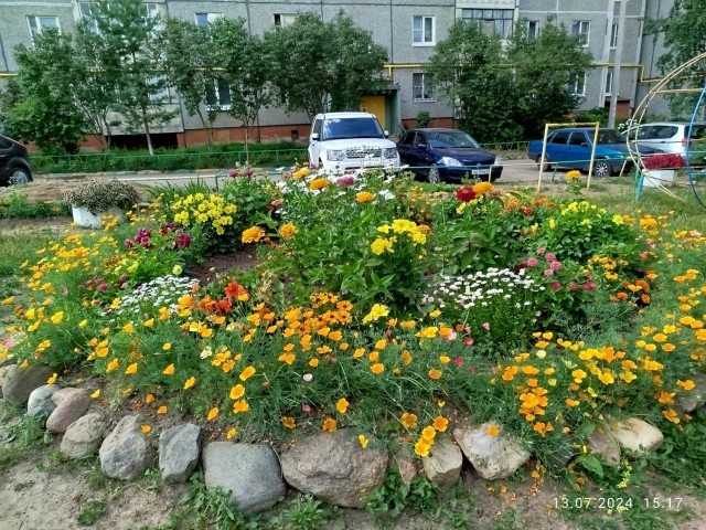 Клумба во дворе 2024 лето