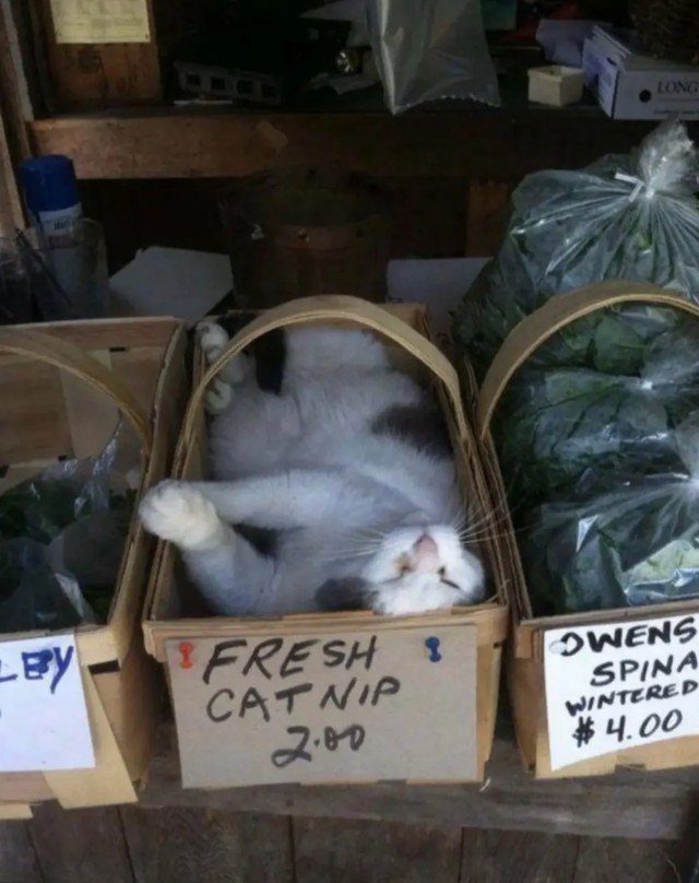 Котовторник в картинках