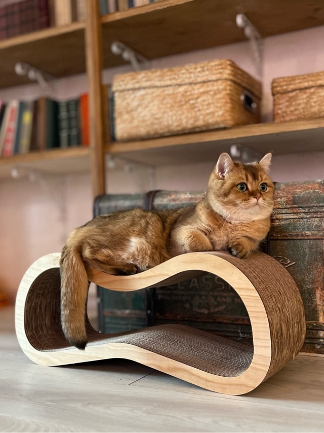 Котовторник: групполизинг