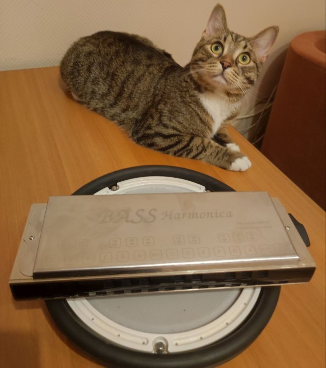 Совпало с котовторником.