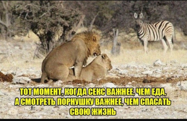 Завалялось тут случайно немного забавных картинок