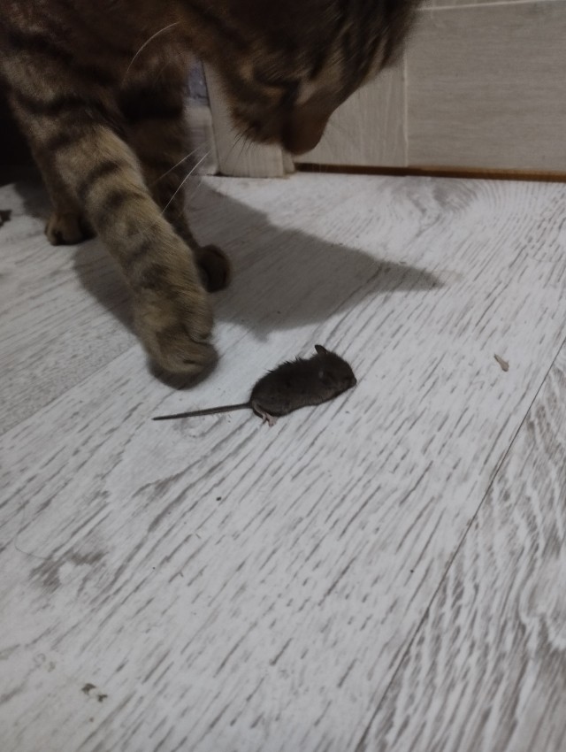 Мистер Мышь, вы пойманы