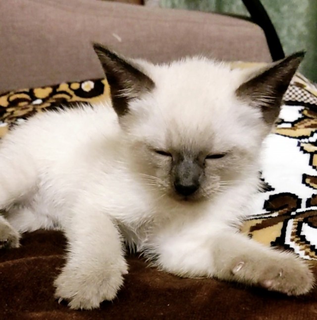С котовторником!