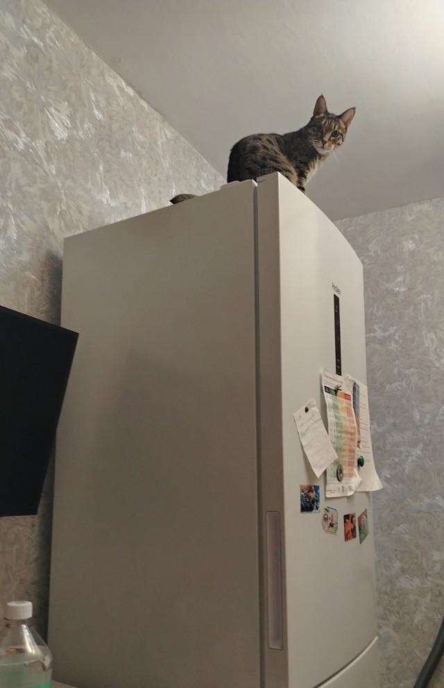 Котовторник?