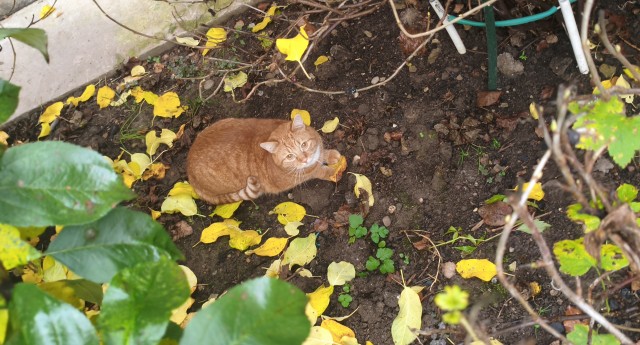 Не плачь! Я с тобой!