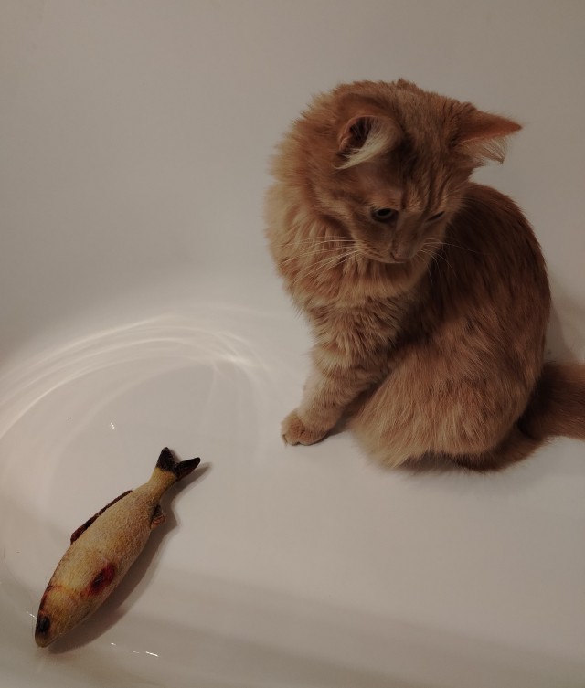 Котовторник 21.10.2025