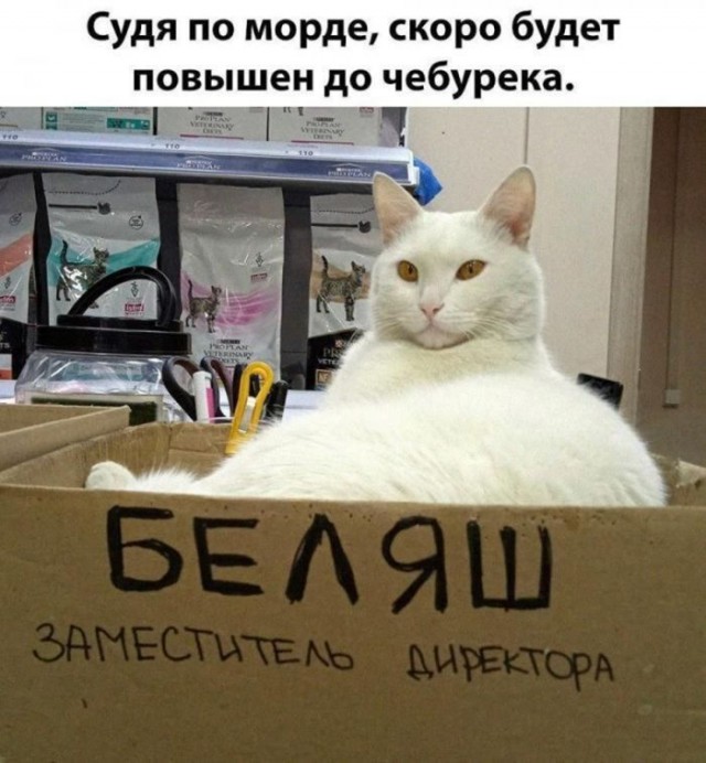 Картинки для деградации 159 (разной степени свежести)
