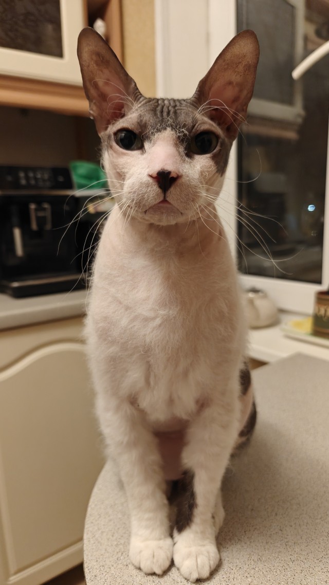 К котовторнику делюсь
