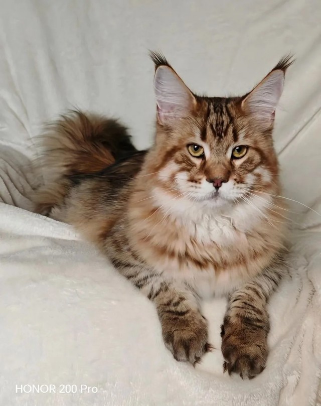 Снова наши коты