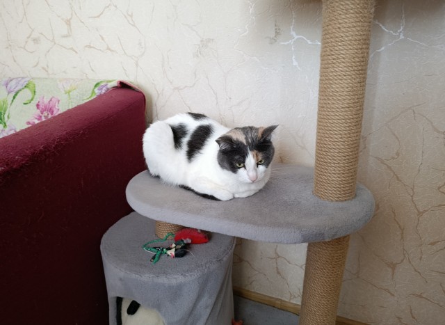Прибавление в котосемействе.