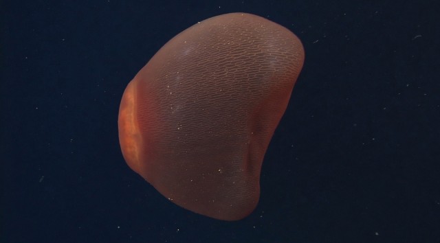 Медуза Deepstaria.