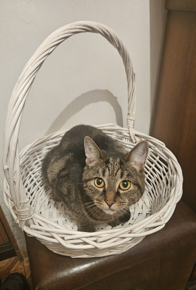 Мой котик