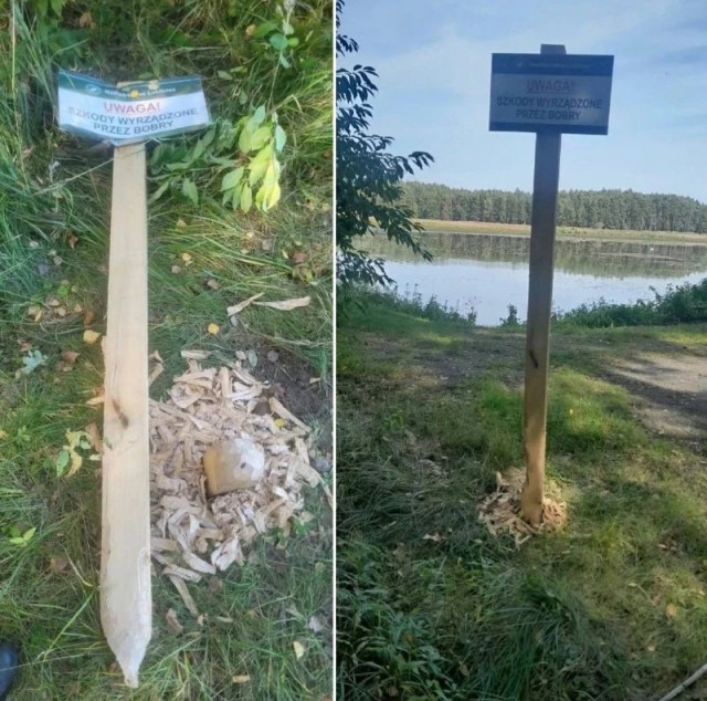 Сам ты курва!