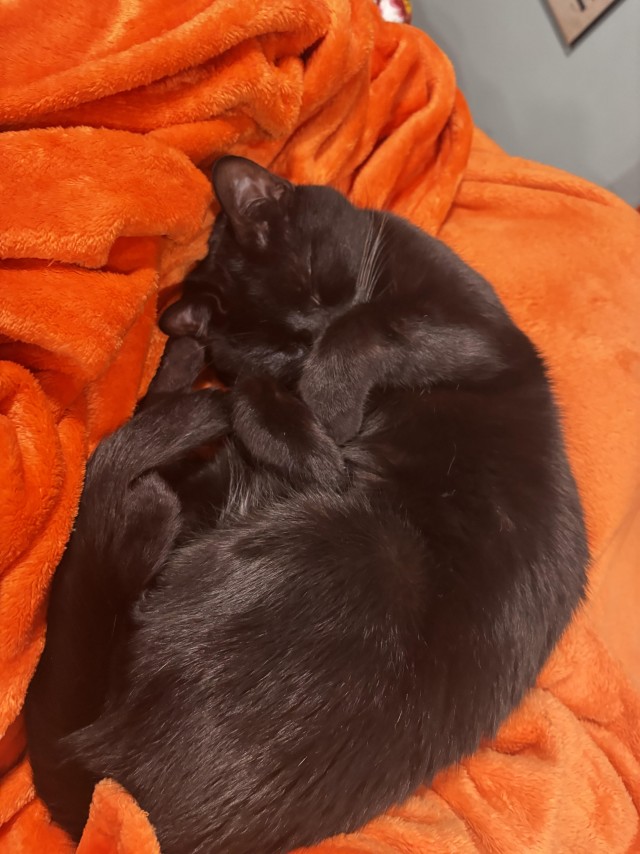 Чёрному котику очень уютно